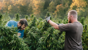 marijuana farm