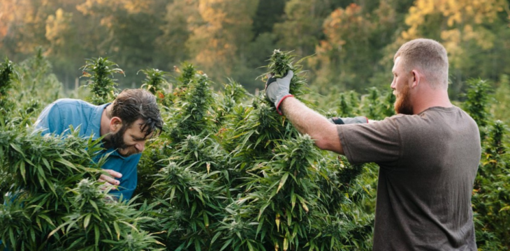 marijuana farm